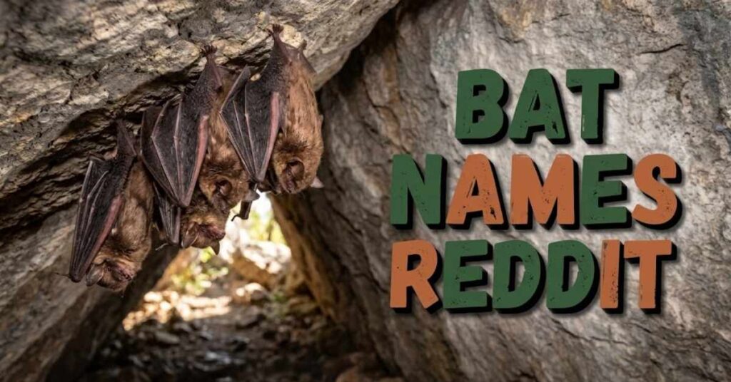Bat Names Reddit