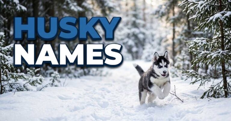 Husky Names